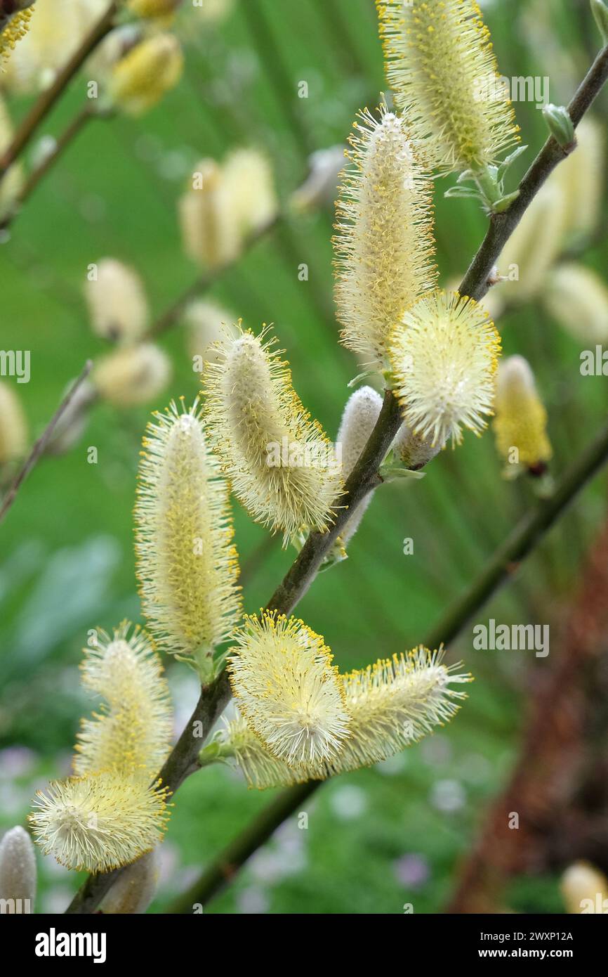 The yellow catkins of Salix hookeriana, coastal willow in flower. Stock Photo