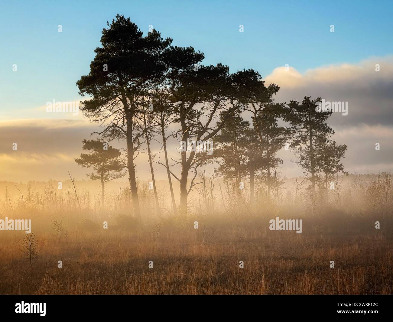 Thursley Common, Godalming. 01st April 2024. A foggy start to the day for the Home Counties. A foggy scene at Thursley Common, near Godalming, in Surrey. Credit: james jagger/Alamy Live News Stock Photo