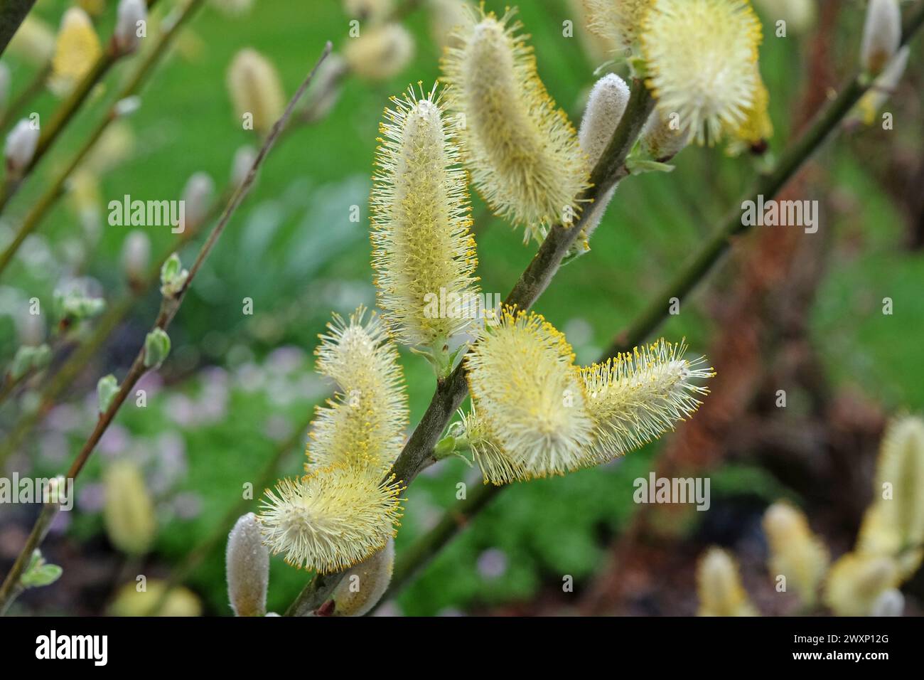 The yellow catkins of Salix hookeriana, coastal willow in flower. Stock Photo