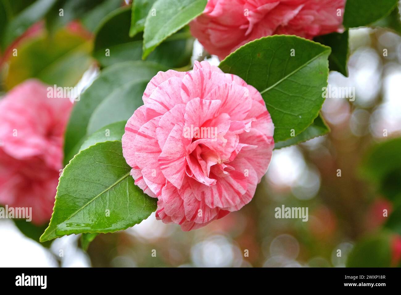 Red and pink variegated Camellia japonica ‘Comte de Gomer’ in flower. Stock Photo