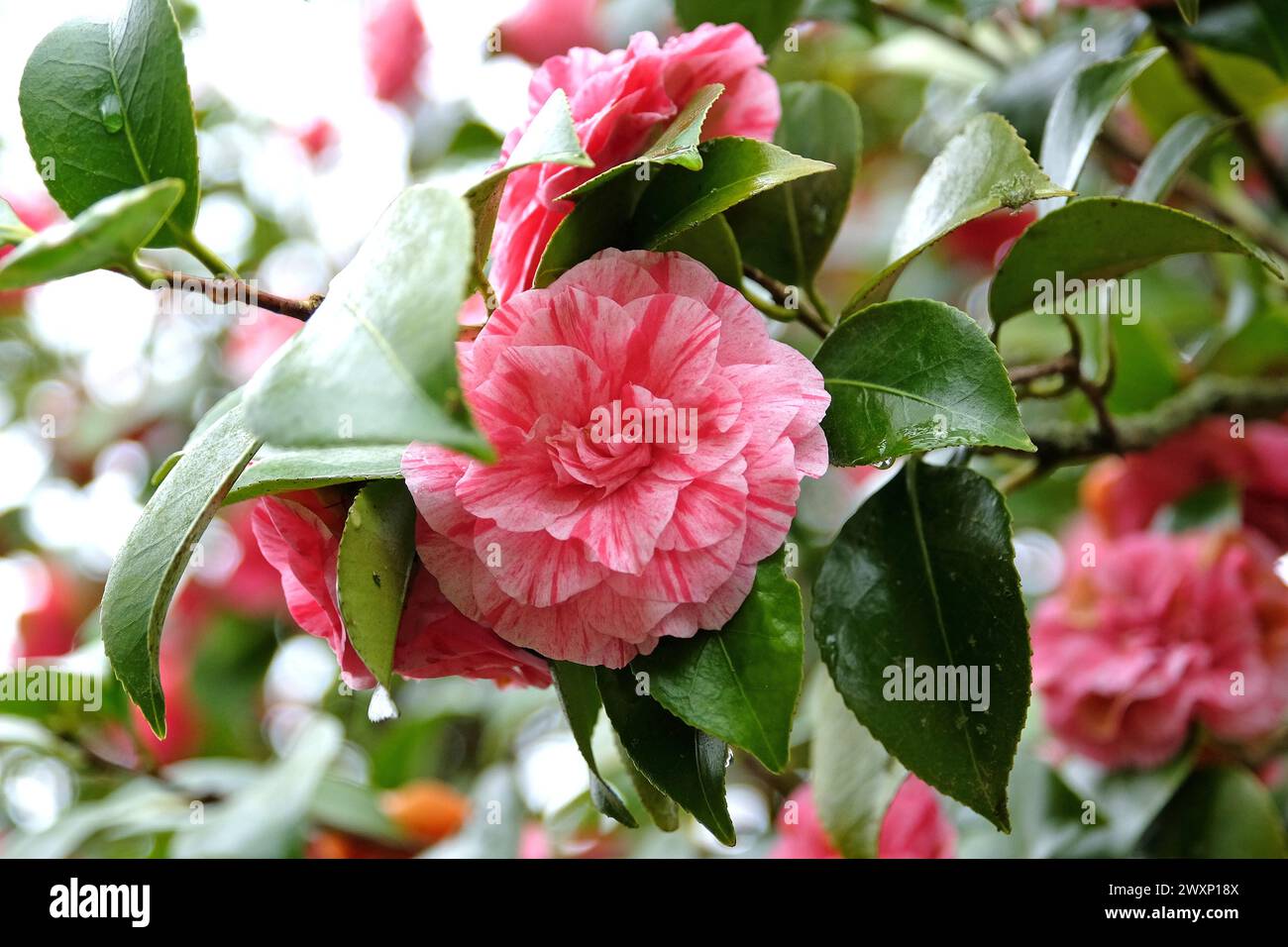 Red and pink variegated Camellia japonica ‘Comte de Gomer’ in flower. Stock Photo
