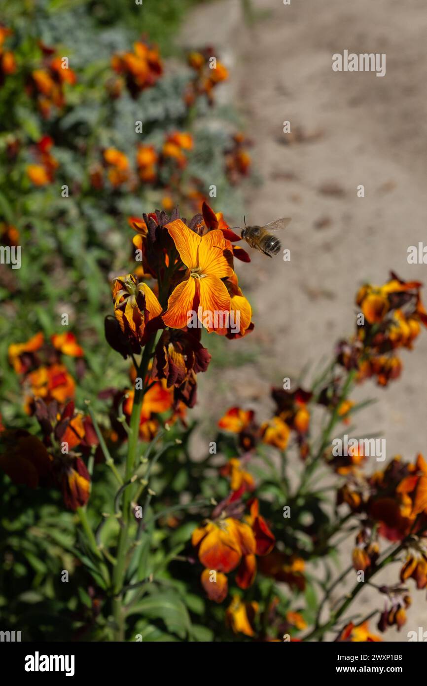 A bee about to alight on a garden wallflower (Erysimum cheiri) in the spring sun (vertical) Stock Photo