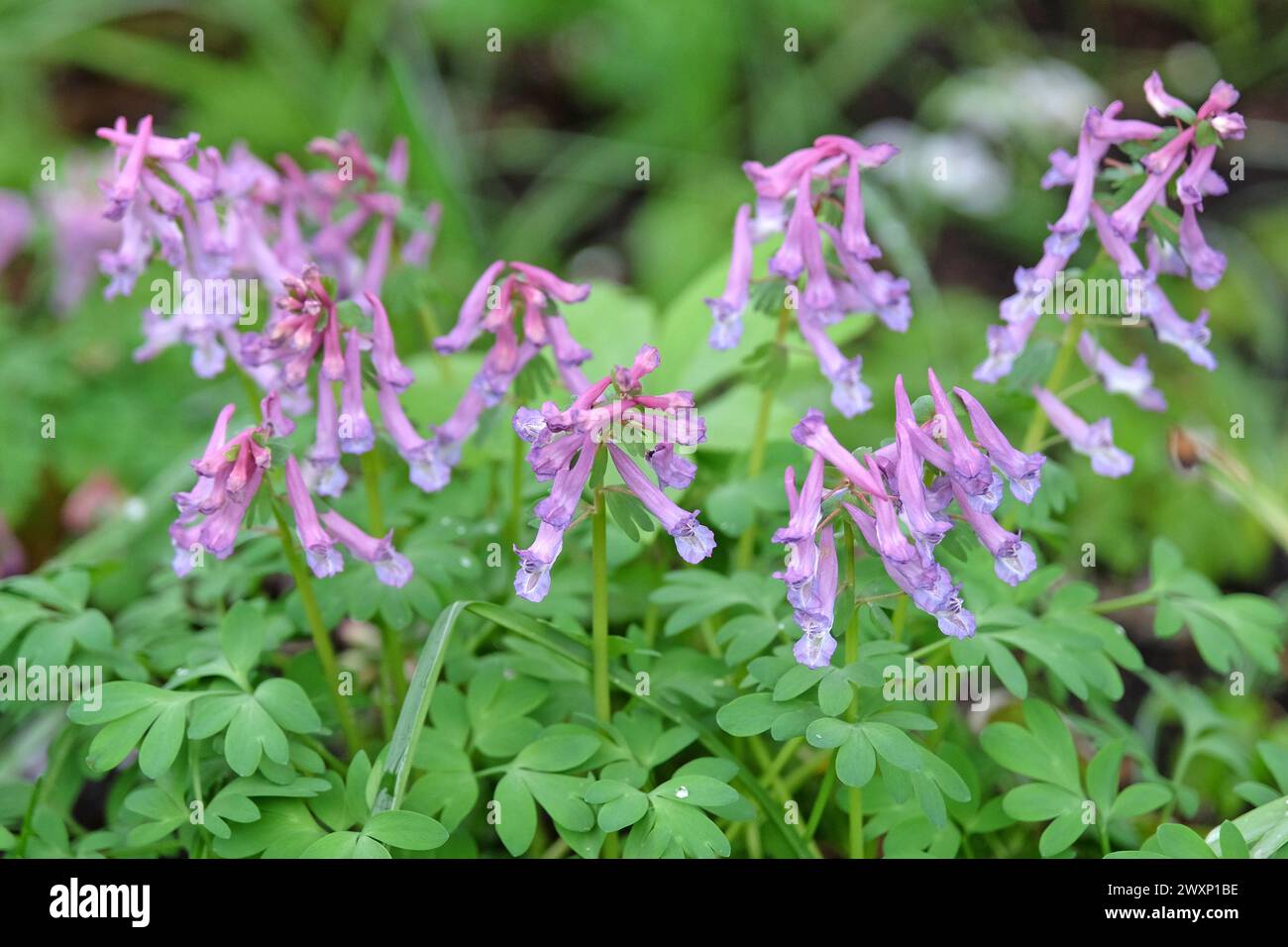 Purple wildflower Corydalis solida, fumewort or bird in a bush, in bloom. Stock Photo