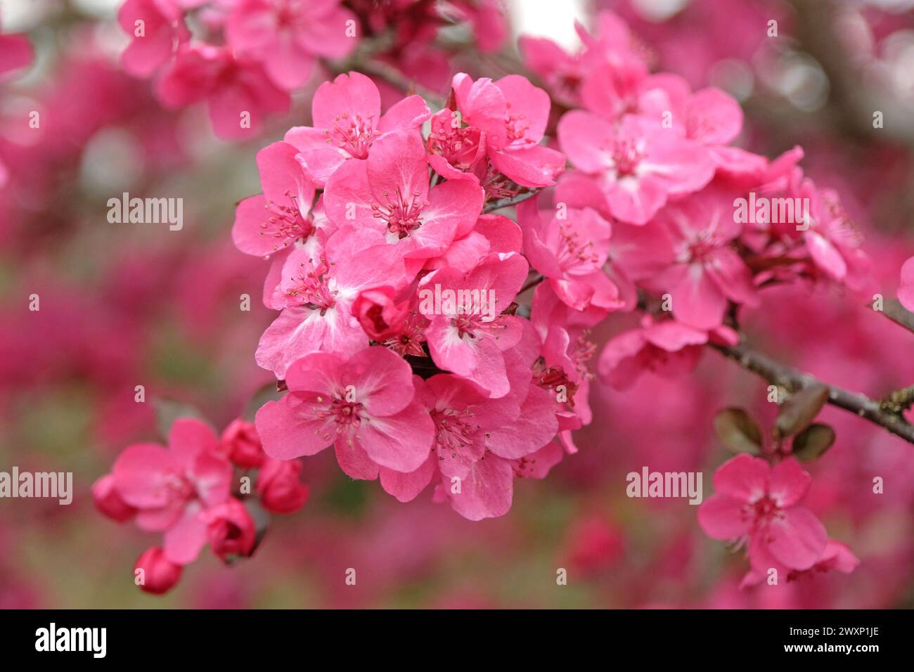 Malus Cardinal, or the pink crab apple tree, in flower. Stock Photo