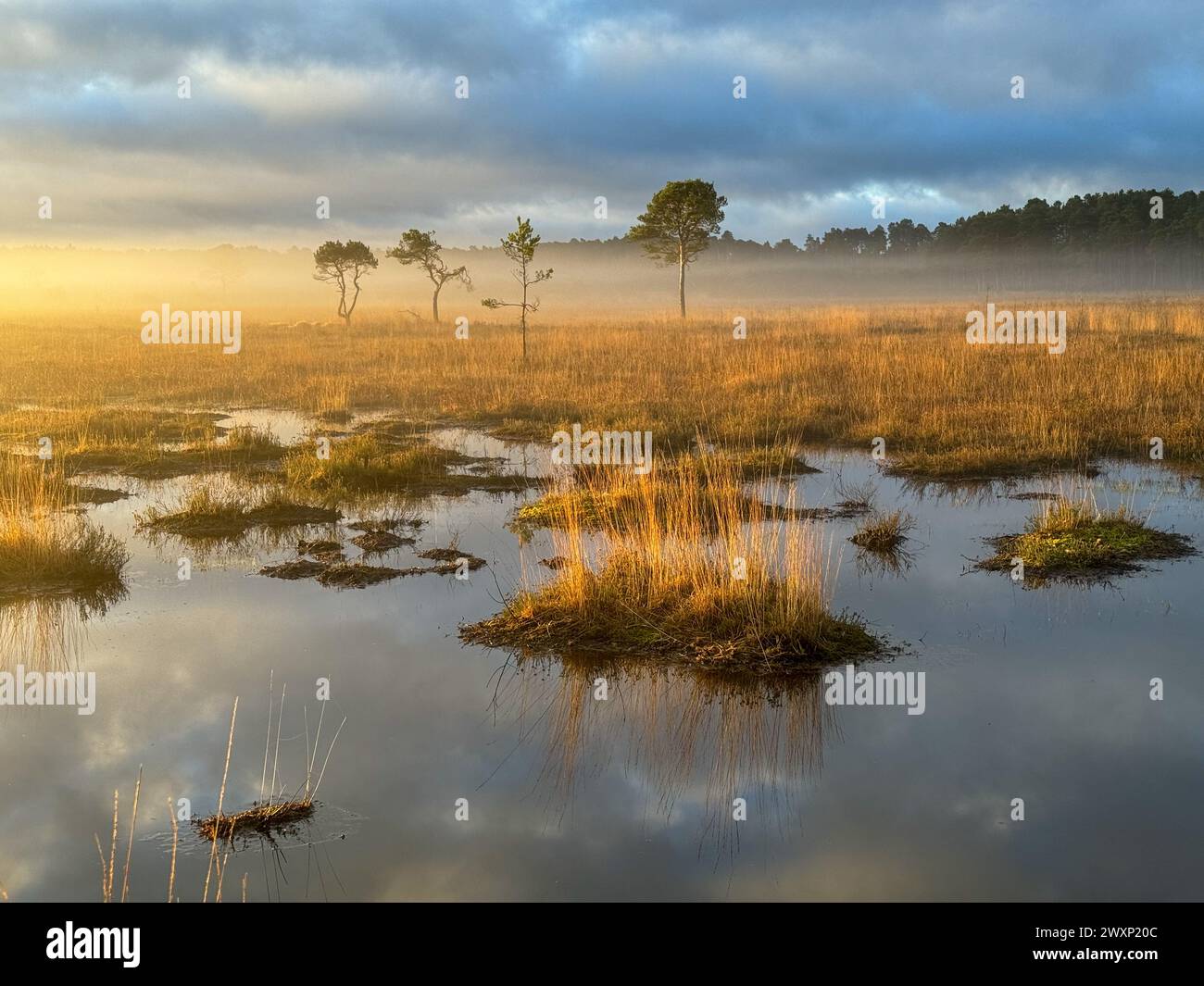 Thursley Common, Godalming. 01st April 2024. A foggy start to the day for the Home Counties. A foggy scene at Thursley Common, near Godalming, in Surrey. Credit: james jagger/Alamy Live News Stock Photo
