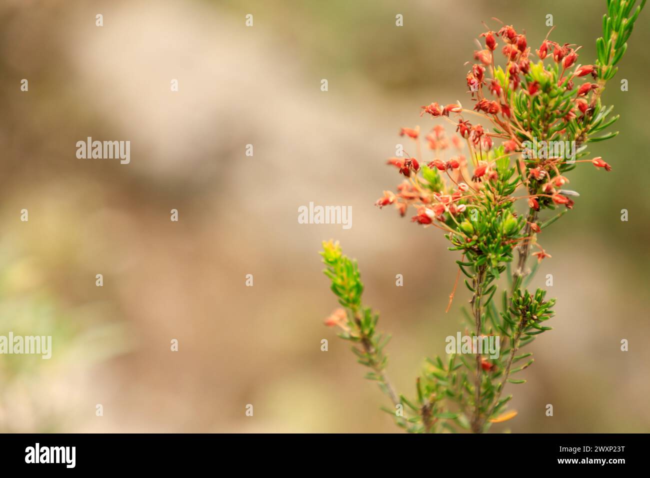 A closeup of flowering rosemary plant in the field Stock Photo