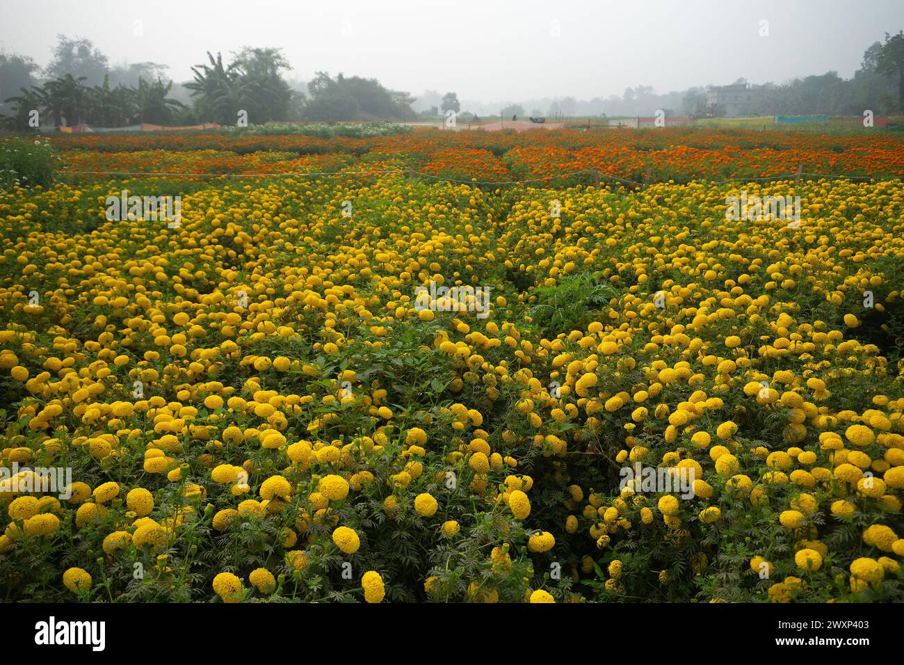 Vast field of yellow marigold flowers at valley of flowers, Khirai, West Bengal, India. Flowers are harvested here for sale. Tagetes, herbaceous plant Stock Photo