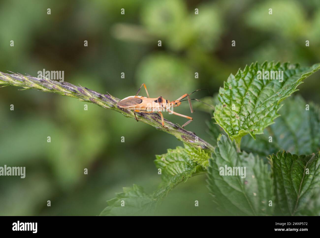 Side view of assassin bug hi-res stock photography and images - Alamy