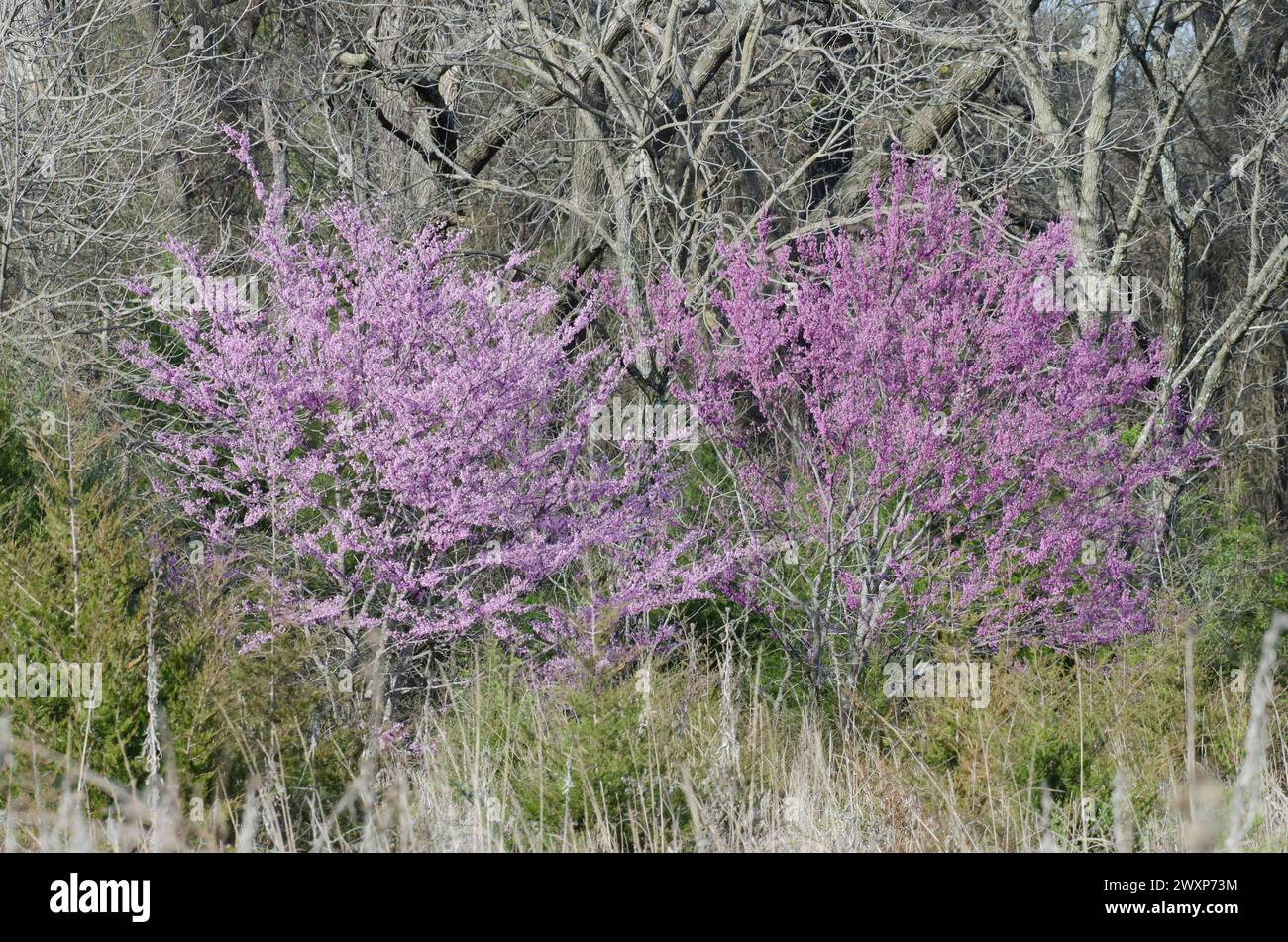 Eastern Redbuds, Cercis canadensis Stock Photo