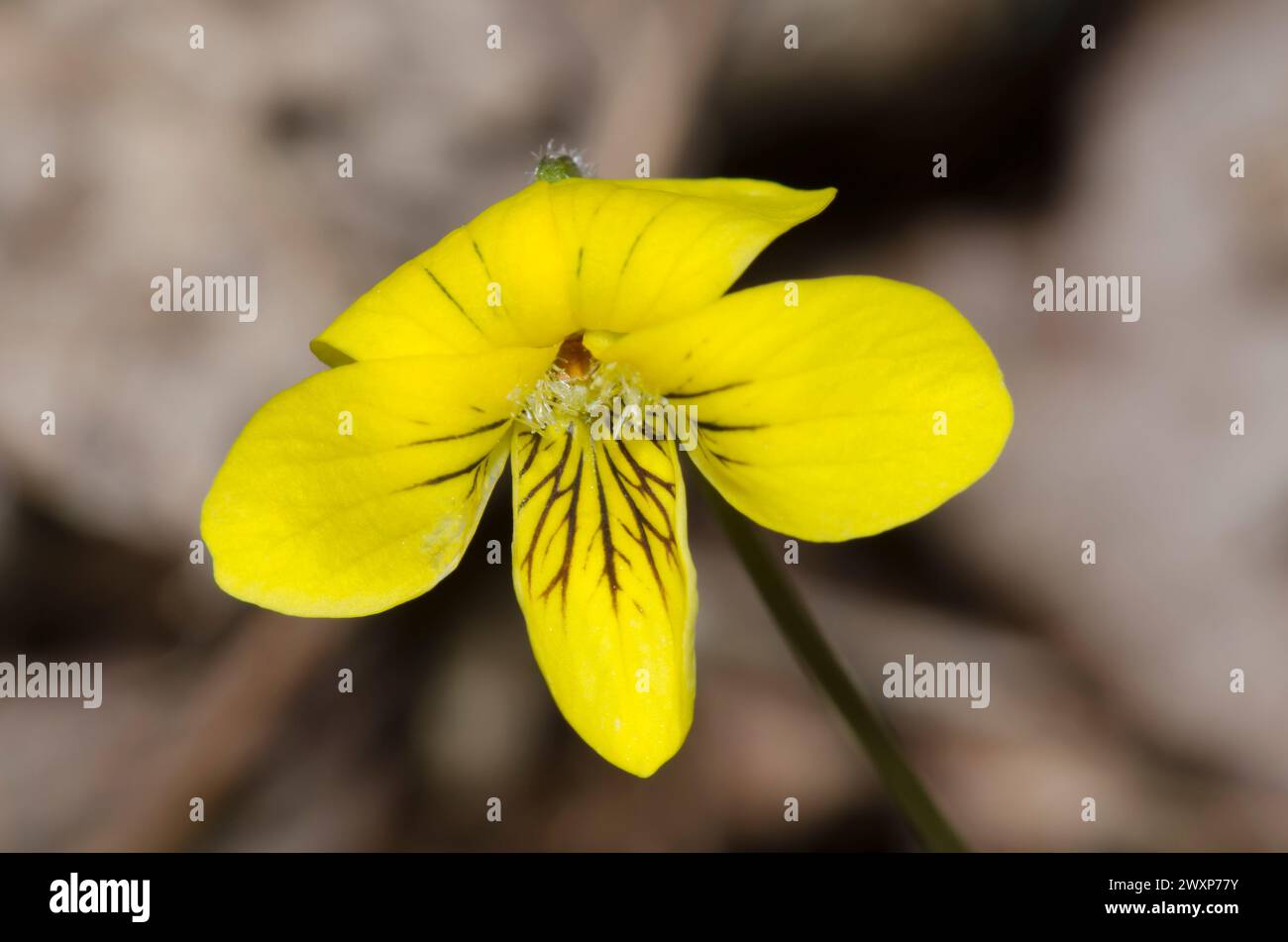 Downy Yellow Violet, Viola pubescens Stock Photo