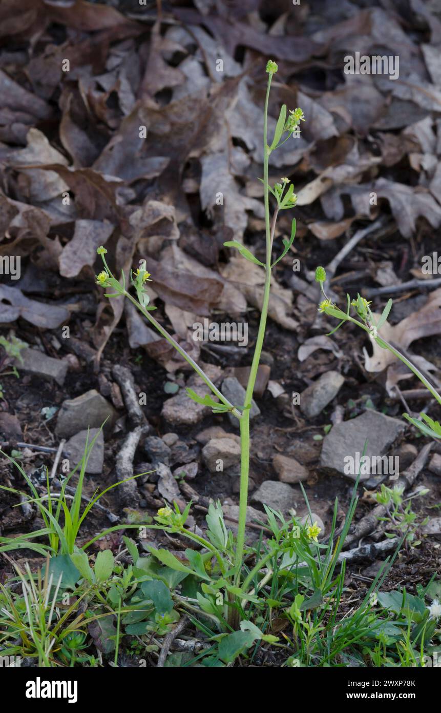 Littleleaf Buttercup, Ranunculus abortivus Stock Photo