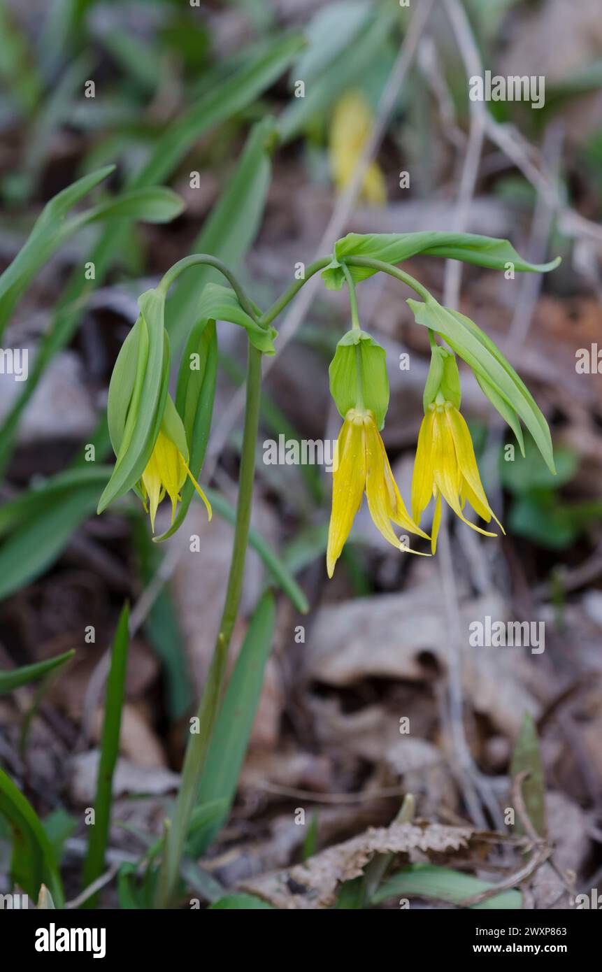 Large-flower Bellwort, Uvularia grandiflora Stock Photo