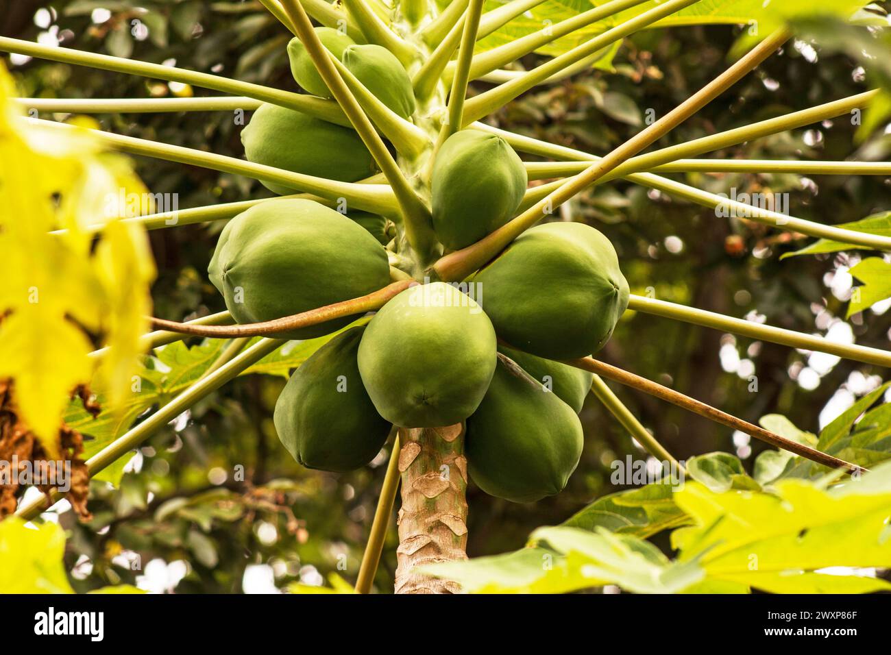 Papaya tree,(Carica papaya) with fruit on a natural background Stock Photo