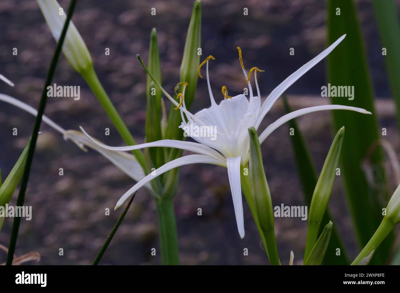 Spiderlily, Hymenocallis occidentalis Stock Photo