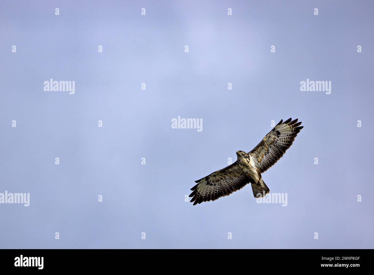 An adult hawk soaring in the clear blue sky Stock Photo