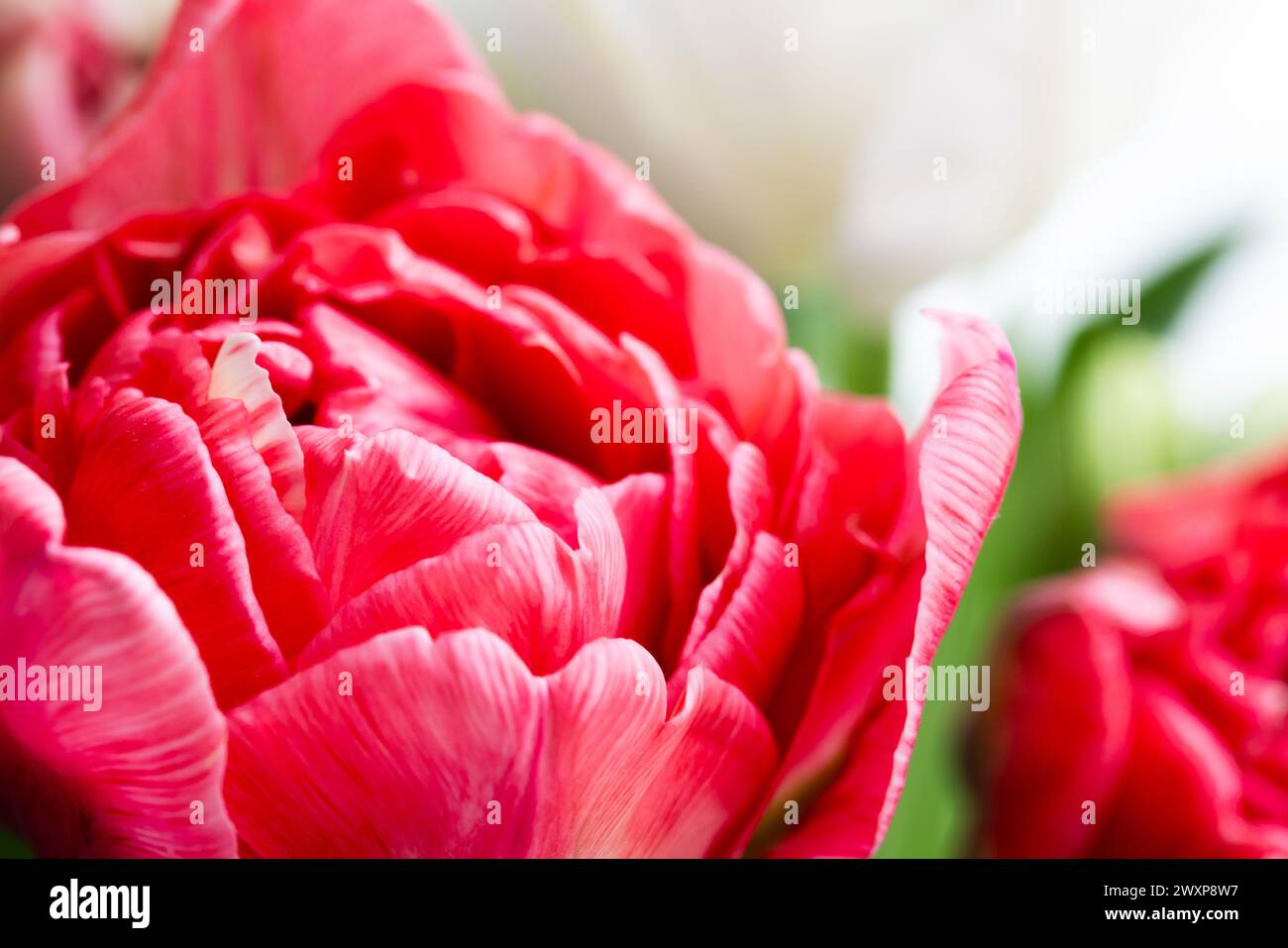 Tulip flower hi-res stock photography and images - Alamy