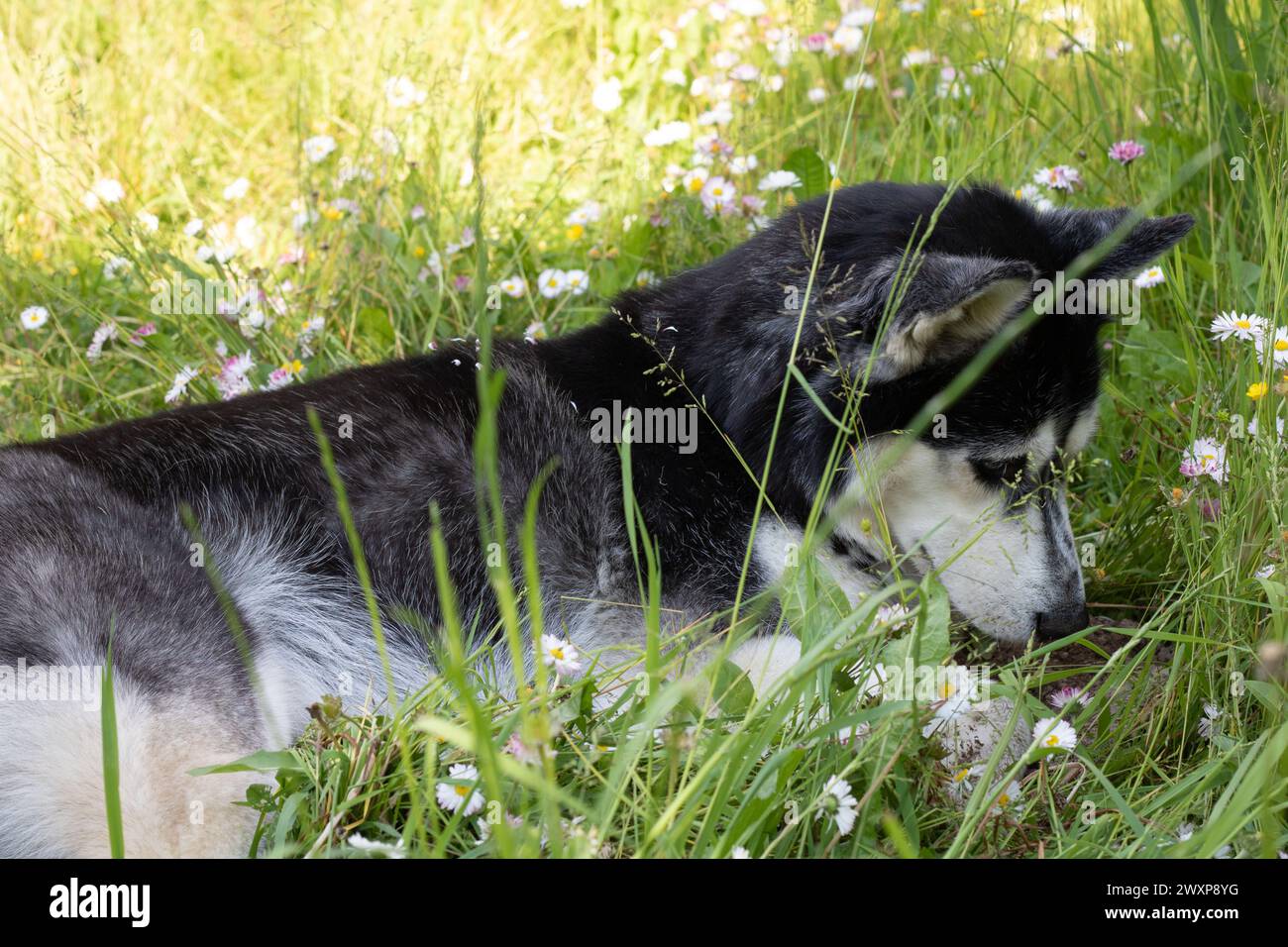 photography, husky dog, dog, image, pet, mammal, nature, animal, husky, outdoor, forest, fur, white, cute, young, purebred, siberian, looking,lying do Stock Photo
