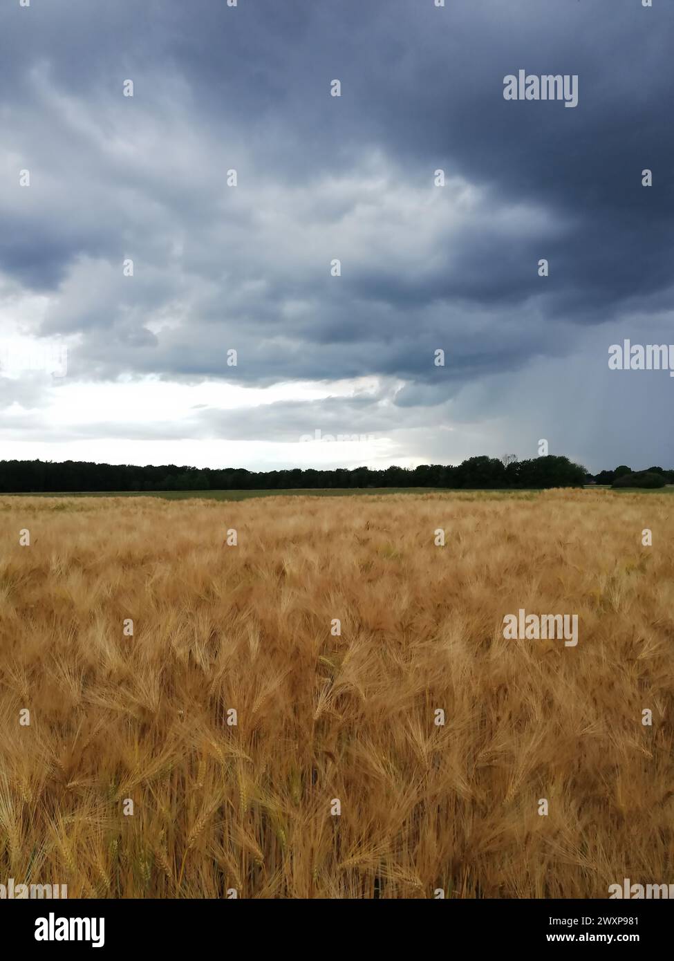 Dramatic sky over fields: cornfield ahead of approaching rainfront, Germany, Schwalmtal Stock Photo