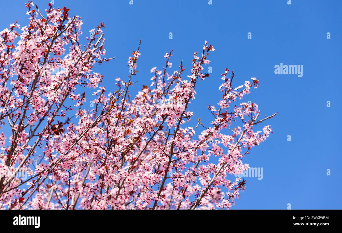 Cherry plum in bloom is under clear blue sky on a sunny day. Prunus cerasifera flowers Stock Photo