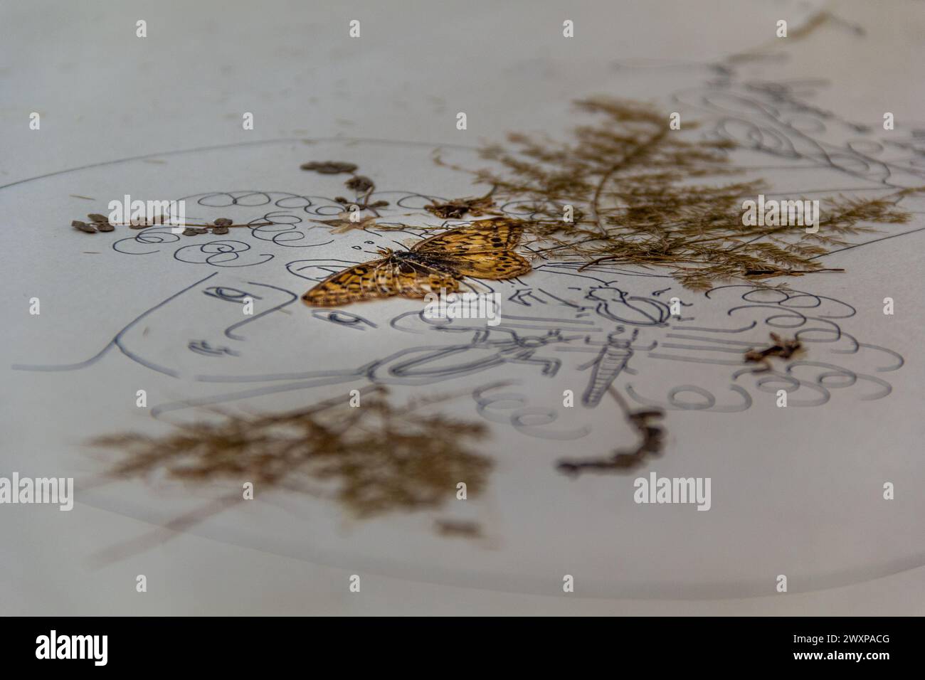 Close-up of a miniature painted plate Stock Photo