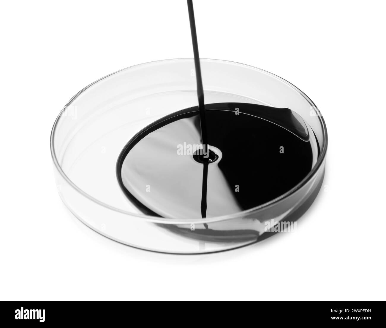 Pouring black crude oil into Petri dish on white background Stock Photo