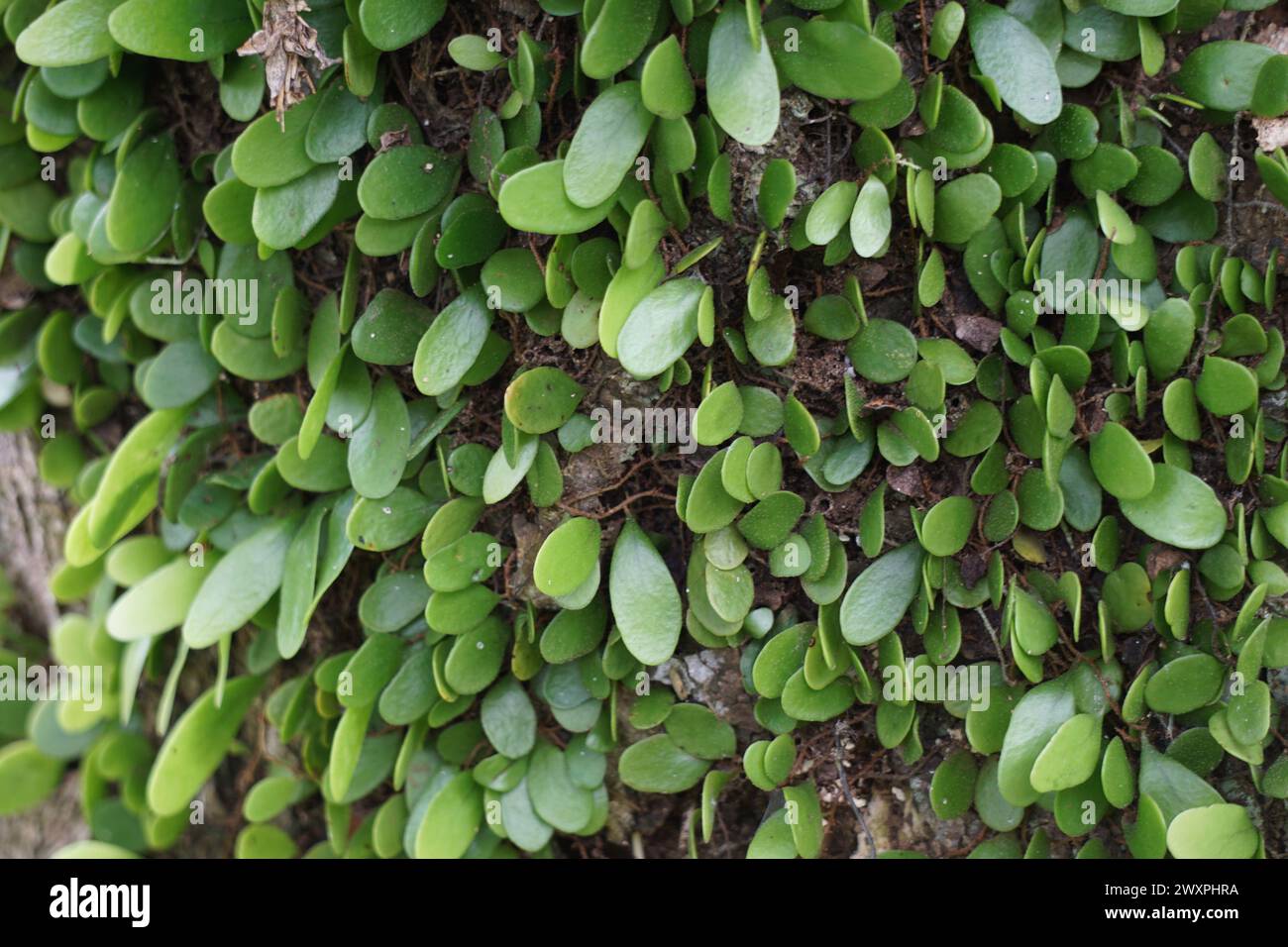 Pyrrosia rupestris (also called the rock felt fern) on the tree Stock Photo