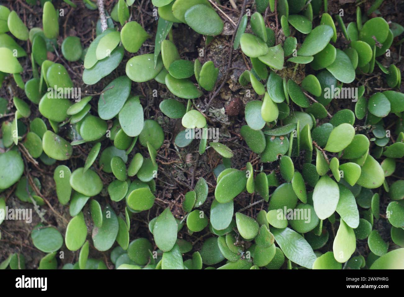 Pyrrosia rupestris (also called the rock felt fern) on the tree Stock Photo