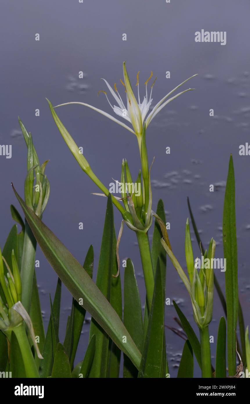 Spiderlily, Hymenocallis occidentalis Stock Photo