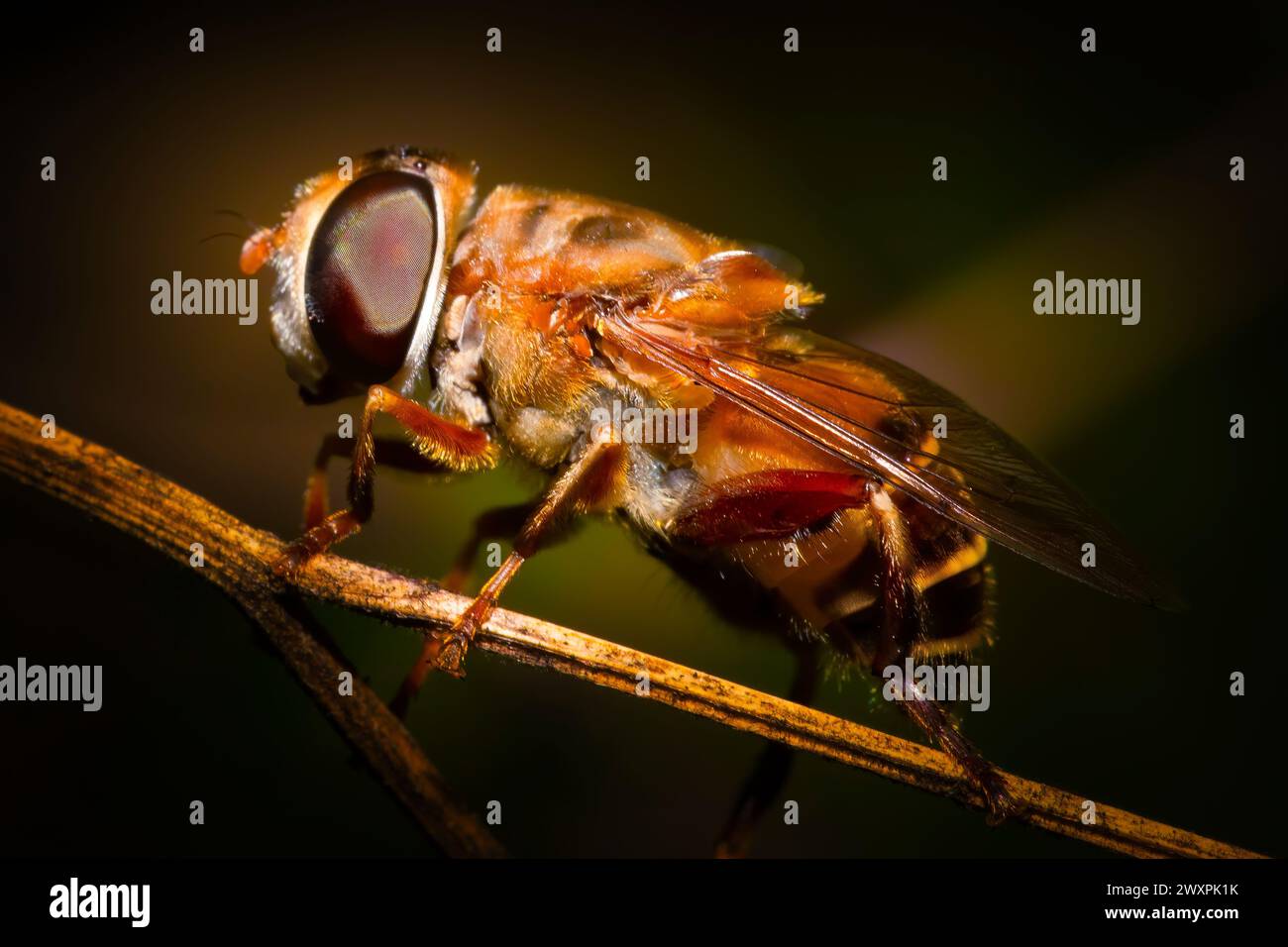 A drone fly rests for a moment on a twig before taking flight again. Stock Photo