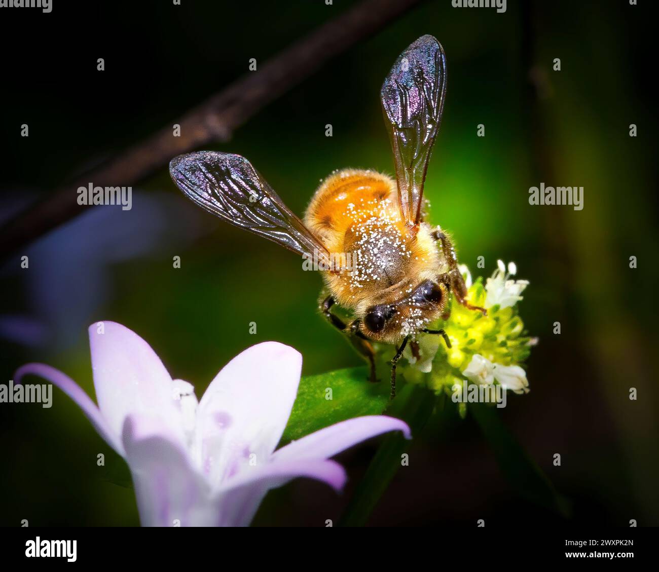 A busy honey bee extracts nectar from a wildflower in this macro image. Stock Photo