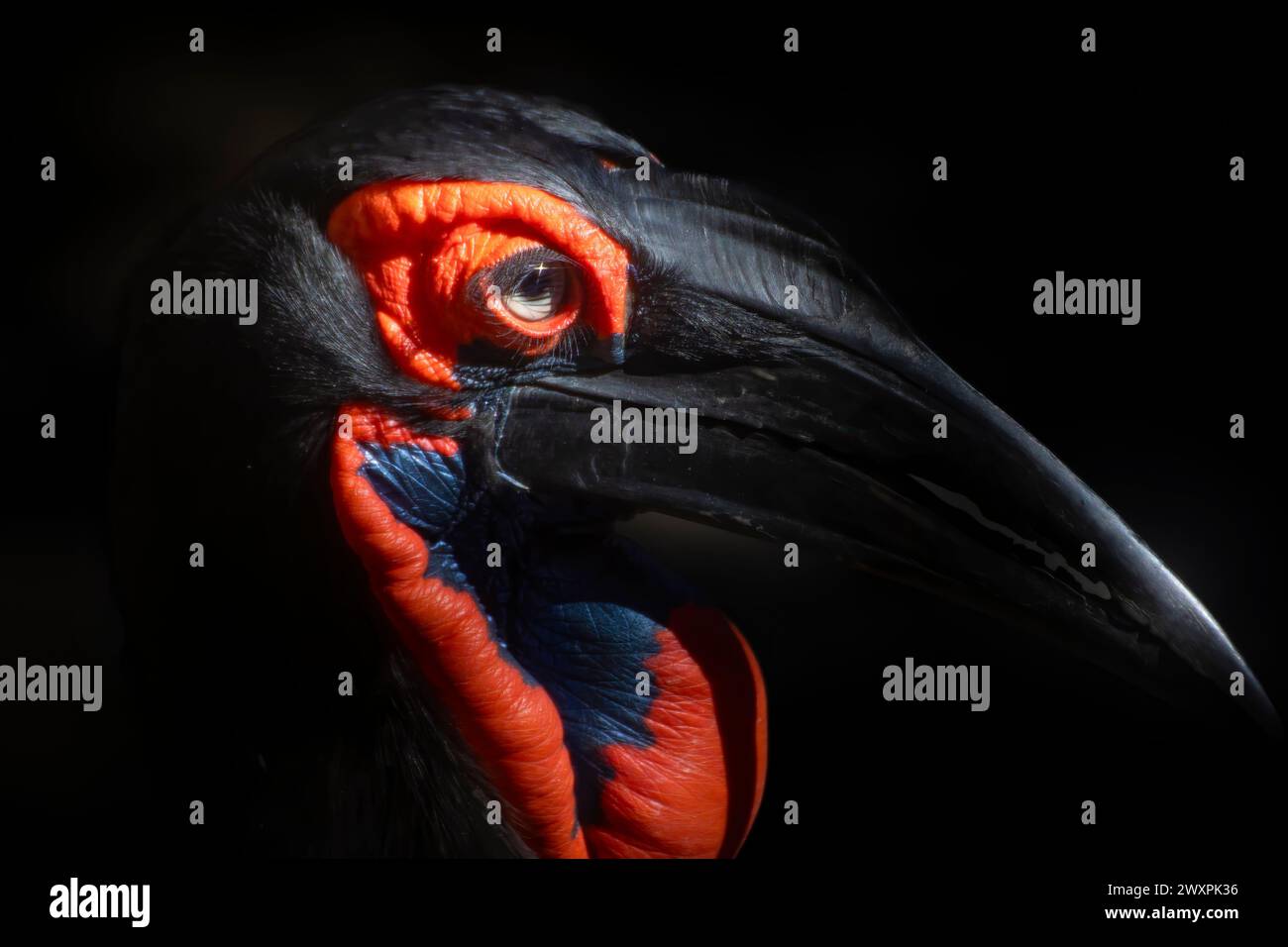 A portrait of a beautiful Southern Ground Hornbill. Stock Photo