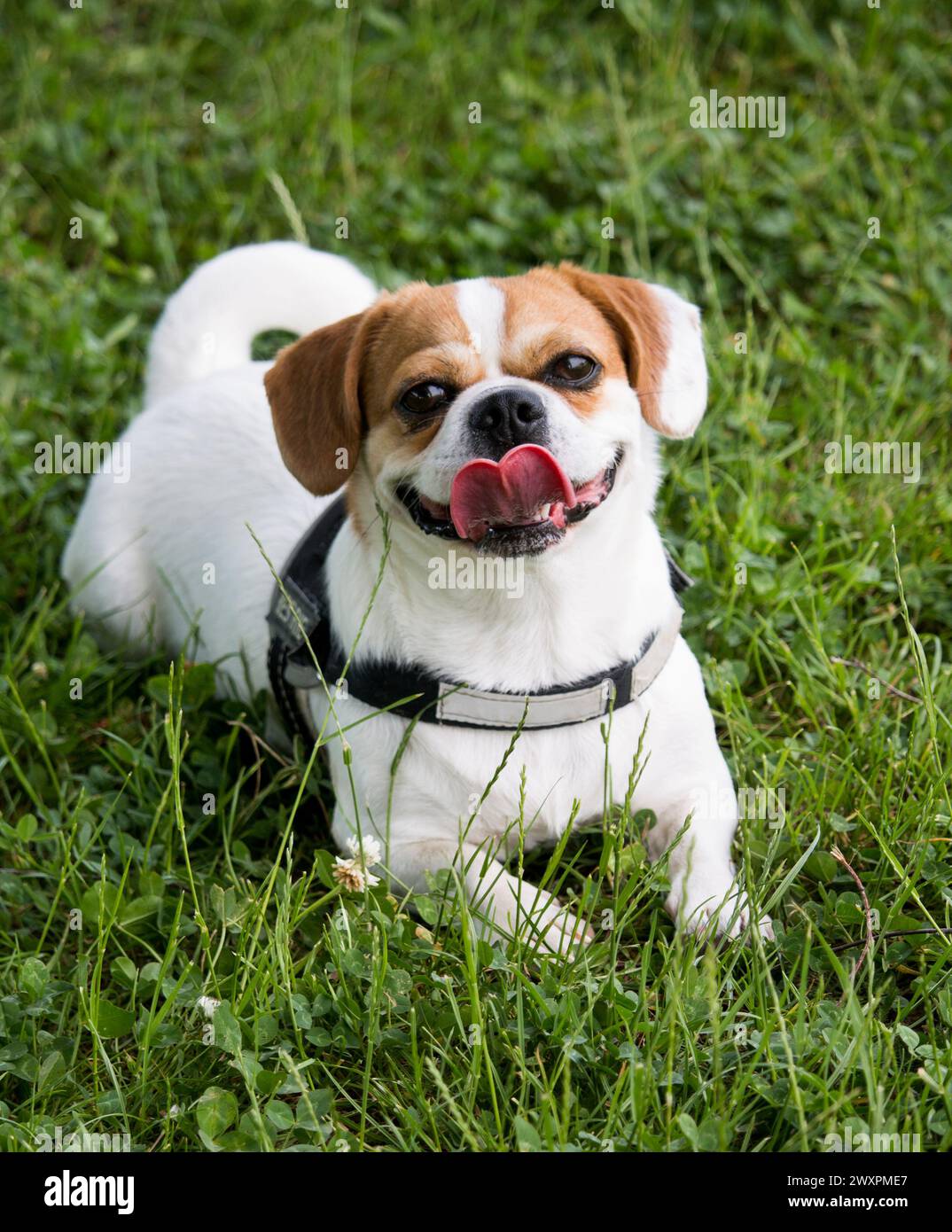 Dog lying in the grass hi-res stock photography and images - Alamy