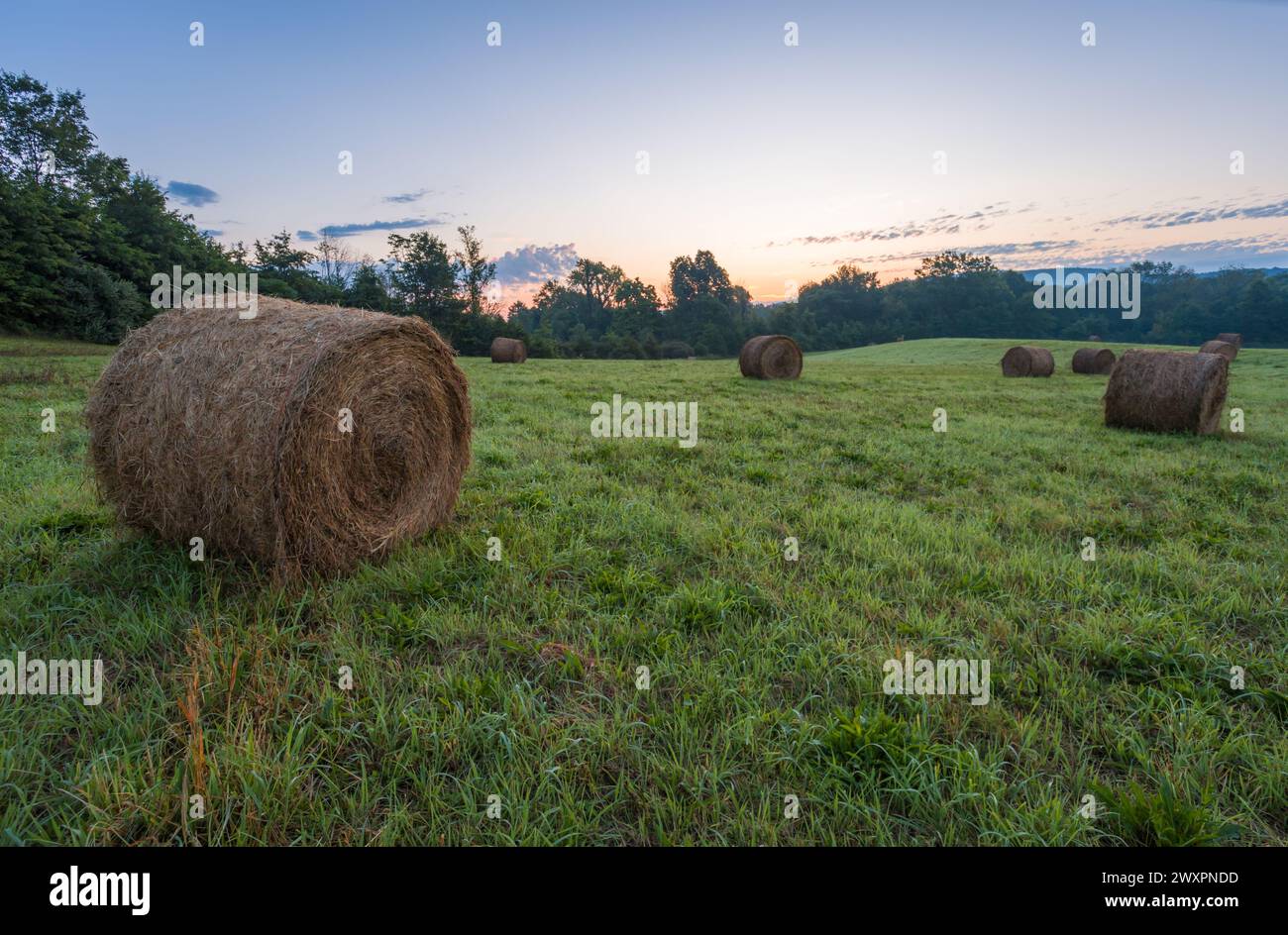 Freshly rolled hay bales rest in a farm field on a late summer morning Stock Photo