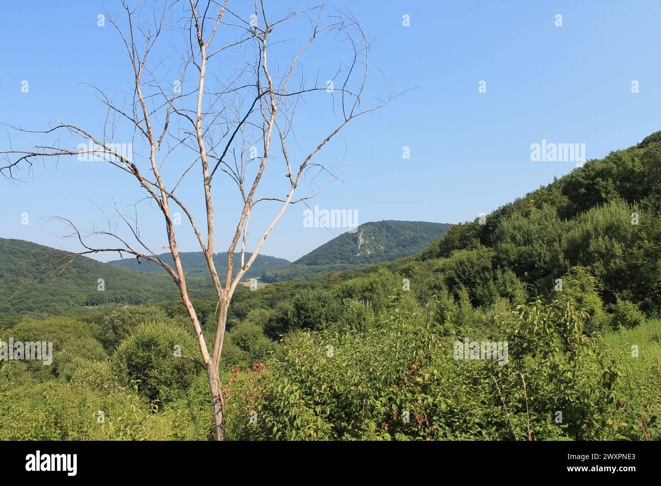 Leafless tree at summer hi-res stock photography and images - Alamy
