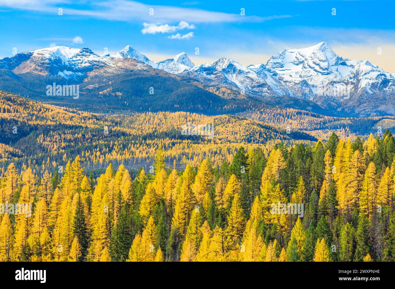 fall colors of larch in the seeley-swan valley and foothills below the mission mountains near condon, montana Stock Photo