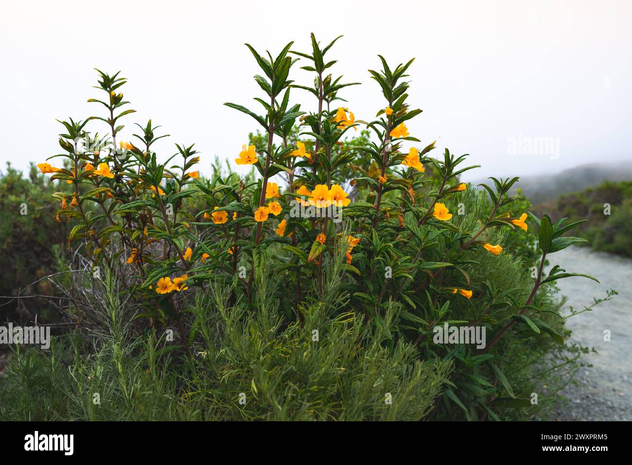 Bush Monkey Flower, tall shrub with beautiful orange-yellow flowers, Mimulus aurantiacus (Diplacus) in bloom. Montana de Oro State Park, California co Stock Photo