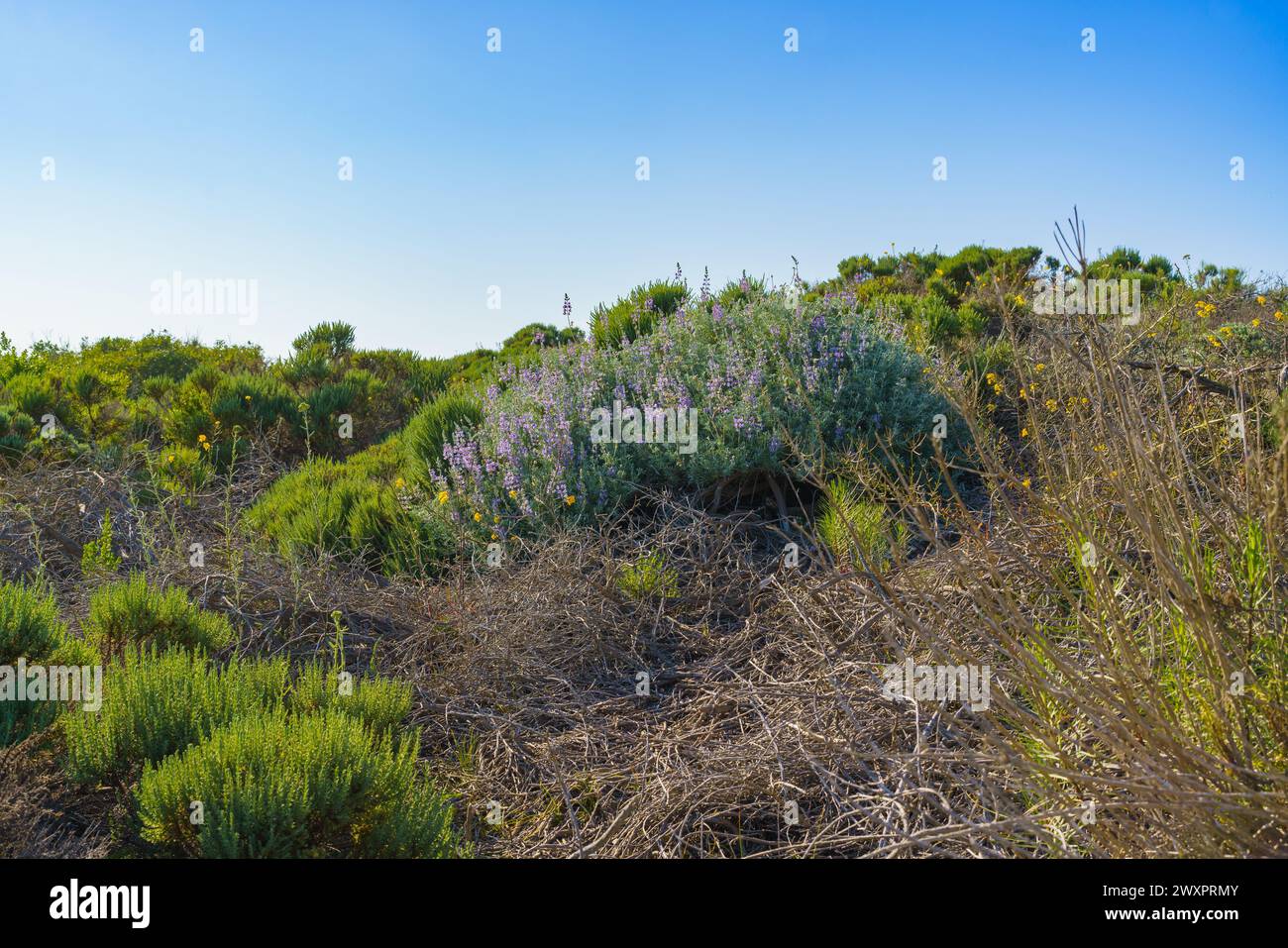 Lush desert landscape wildflowers hi-res stock photography and images ...