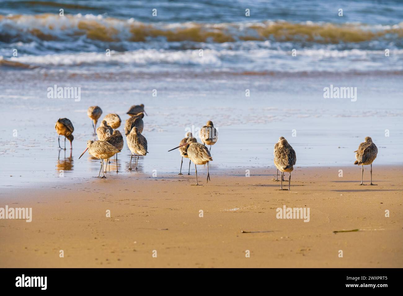 Flock of shorebirds on the beach at sunset. The marbled godwit birds close-up with beautiful ocean in the background, California coastline Stock Photo