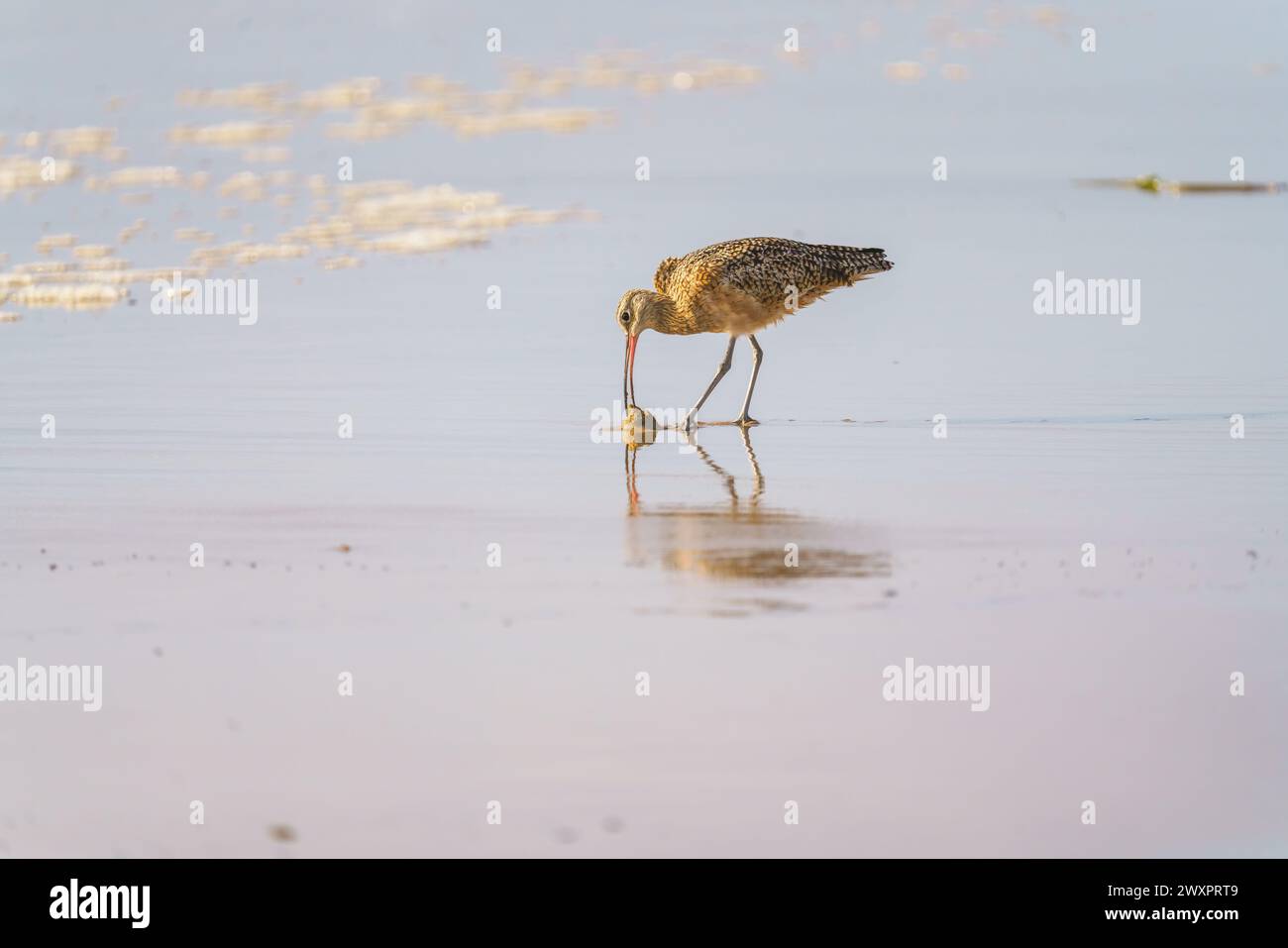 The marbled godwit, a large shorebird, on the beach at sunset, beautiful blue ocean in the background, California coastline Stock Photo