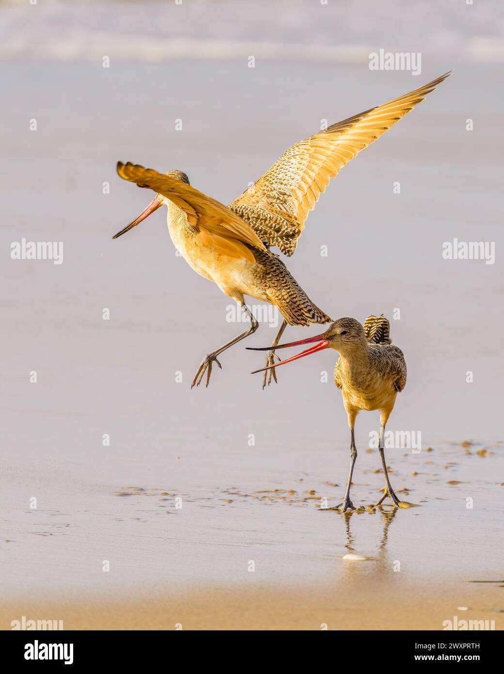 Marbled godwit on the beach at sunset. A close-up portrait of a large shorebird, California Central Coast. Stock Photo