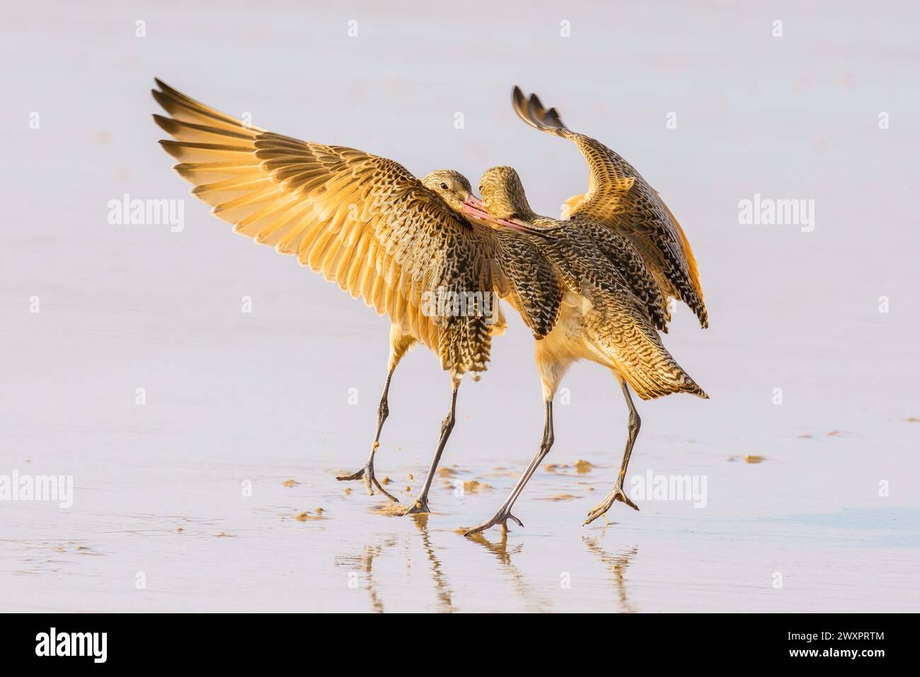 Marbled godwit on the beach at sunset. A close-up portrait of a large shorebird, California Central Coast. Stock Photo