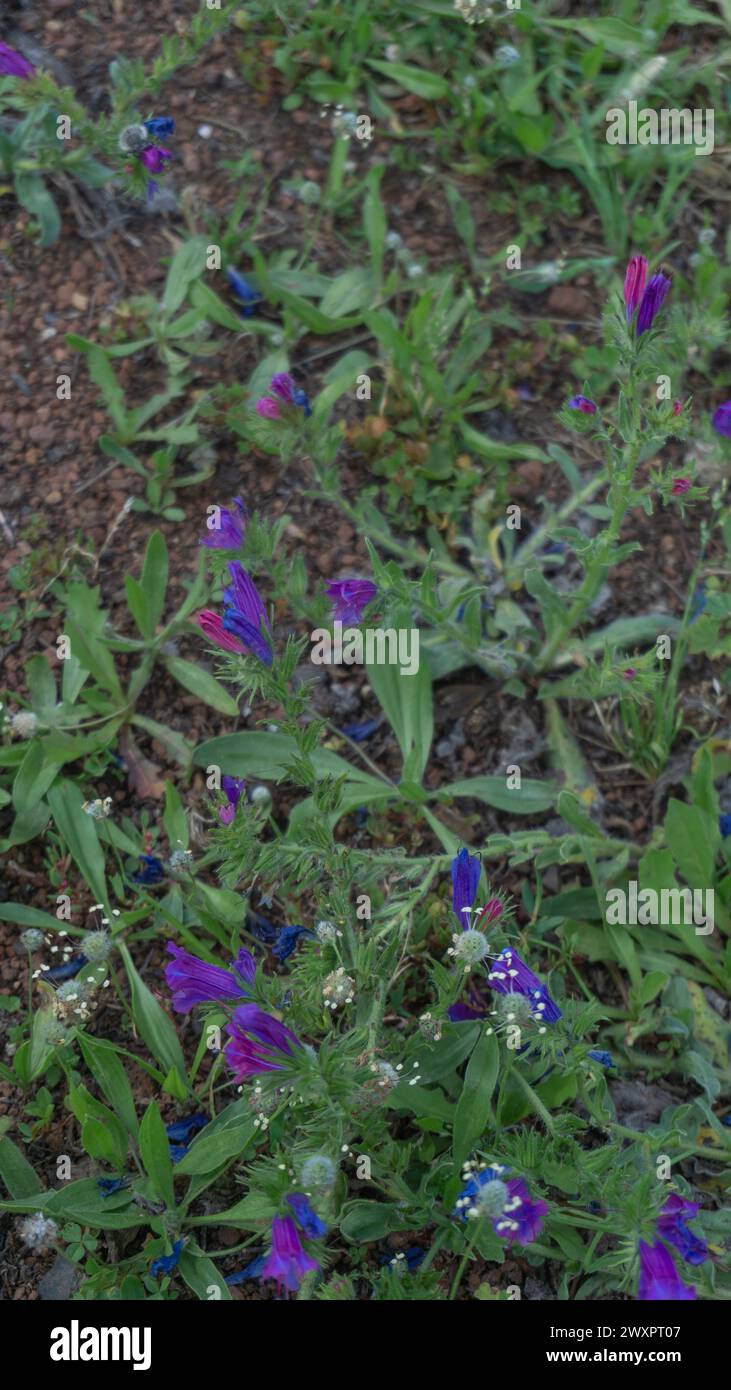 Wildflowers nature hi-res stock photography and images - Alamy