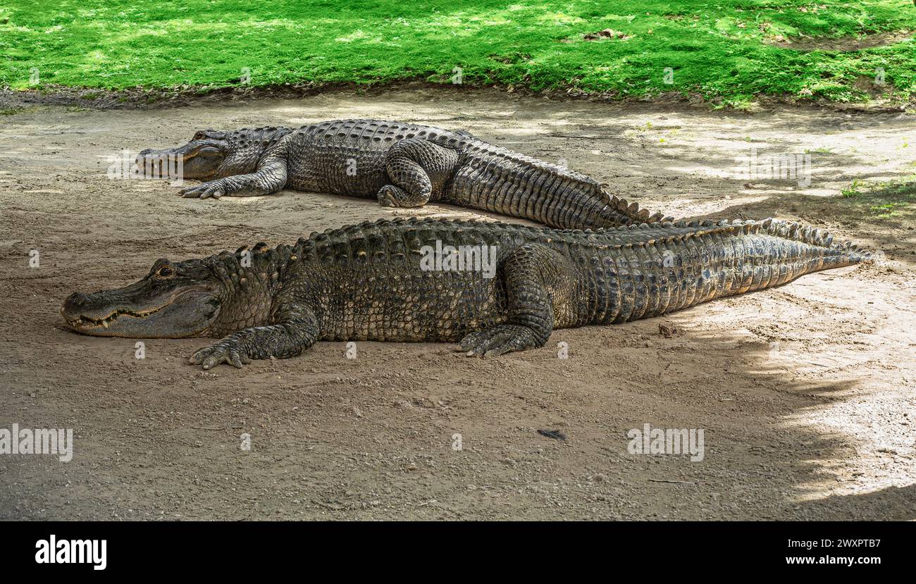 Everglades, Florida, USA - July 29, 2023: Closeup, 2 alligators on dirt with closed jaws Stock Photo
