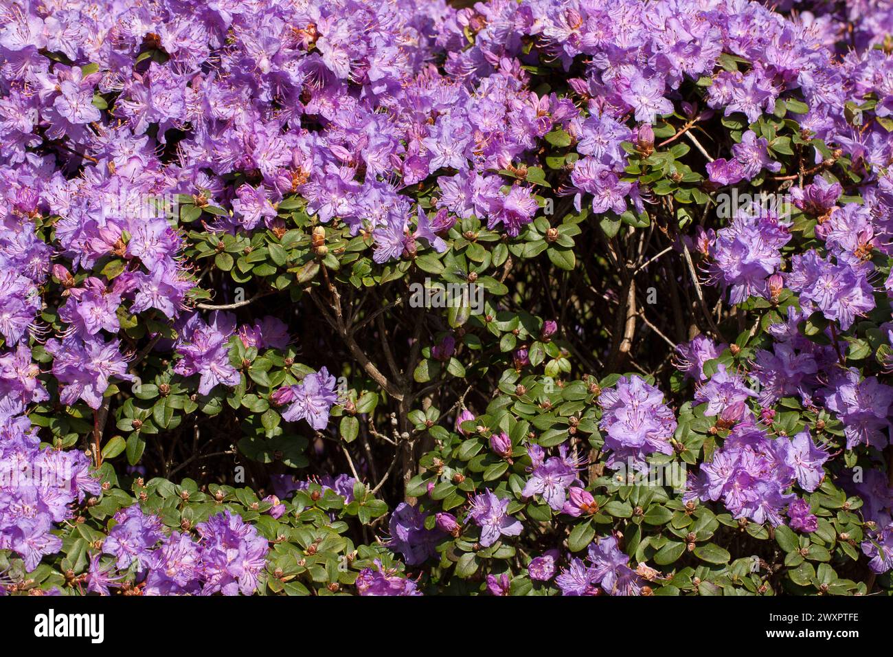Green bush plants flowers grass hi-res stock photography and images - Alamy