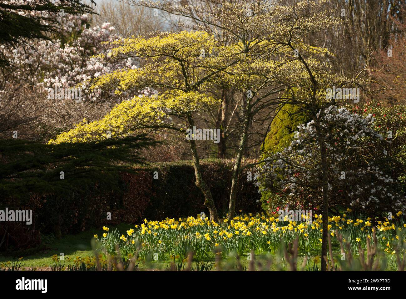 Spring flowers and tree blooms Stock Photo