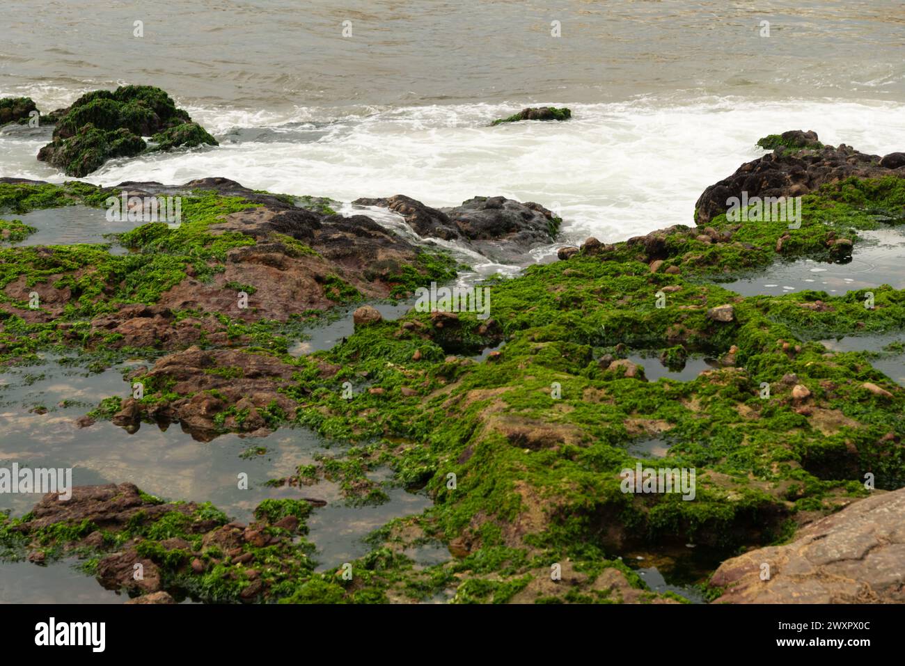Sea rocks covered with green algae against sea in the background ...