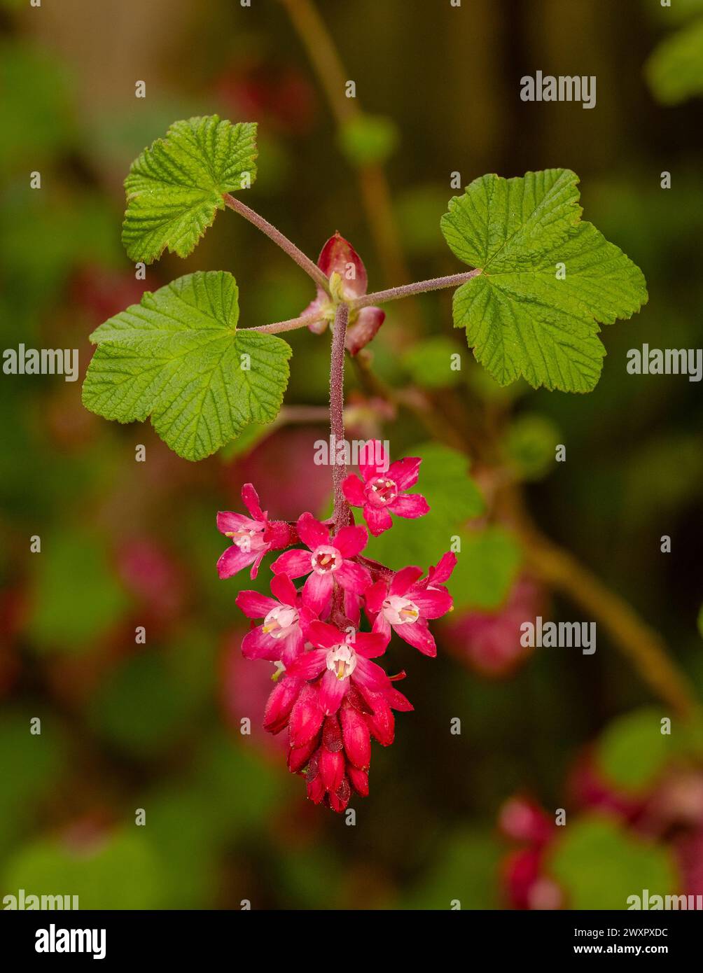 Ribes flower in Spring Stock Photo