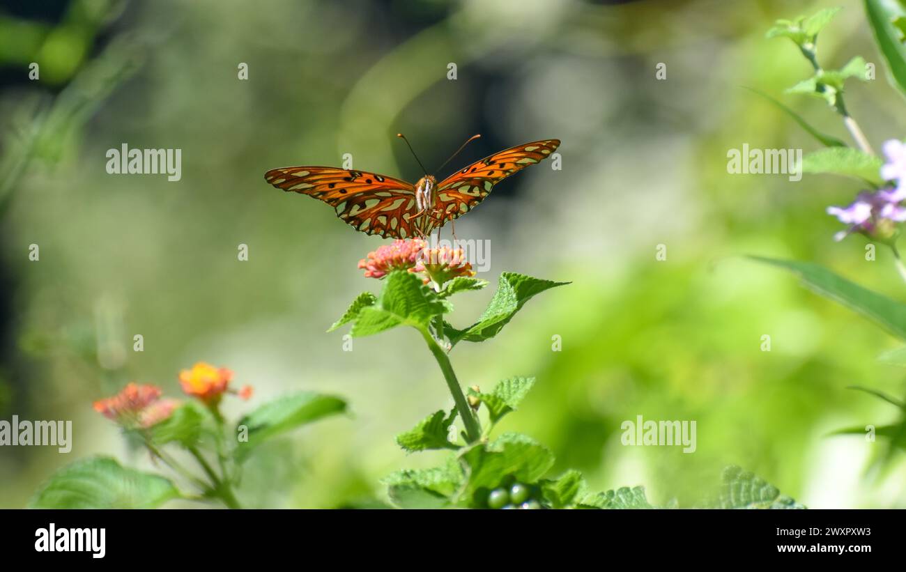 The Gulf fritillary or passion butterfly (Agraulis vanillae maculosa, or Dione vanillae), in spanish called espejito, seen in Buenos Aires city Stock Photo