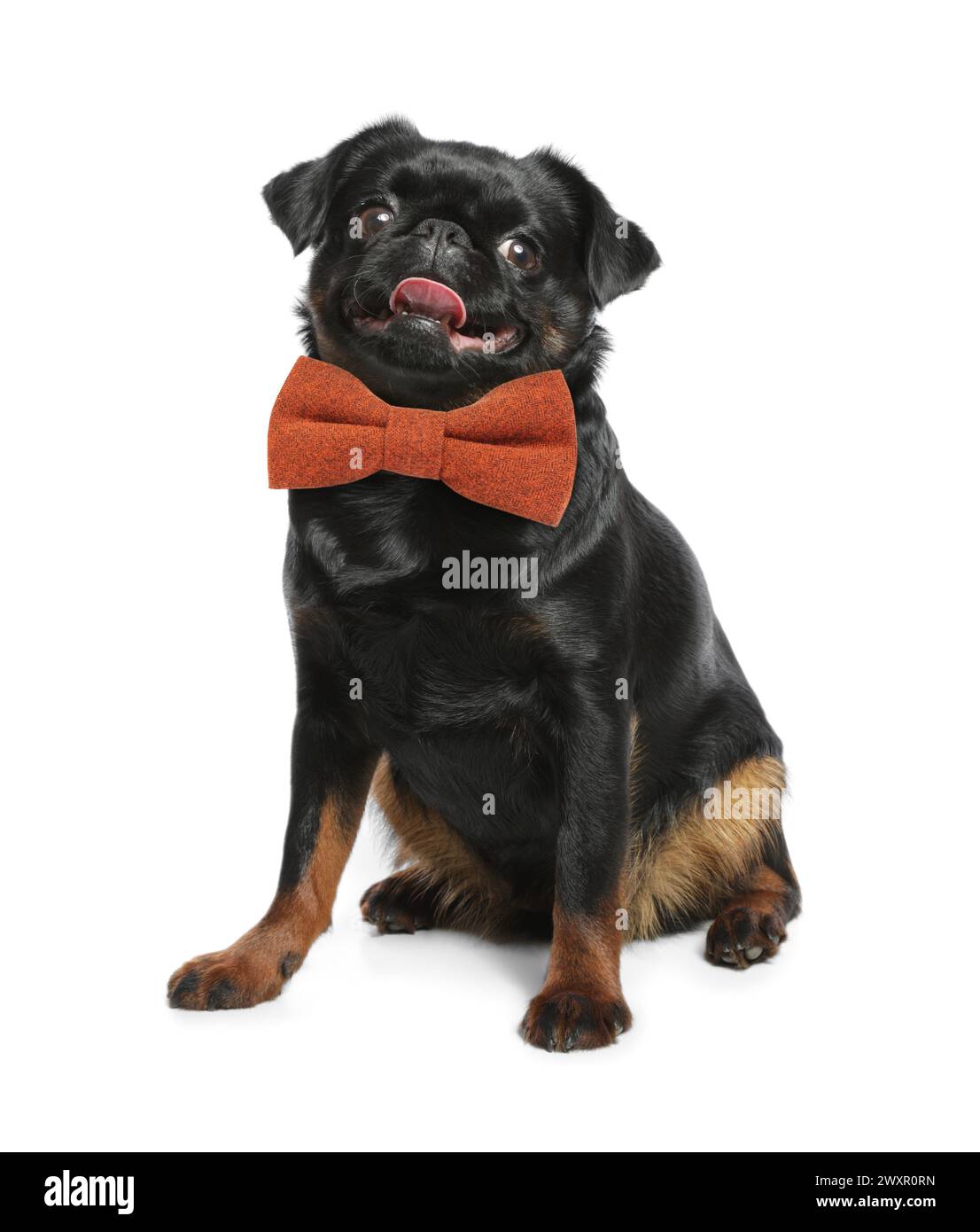 Adorable black Petit Brabancon dog with bow tie on white background Stock Photo