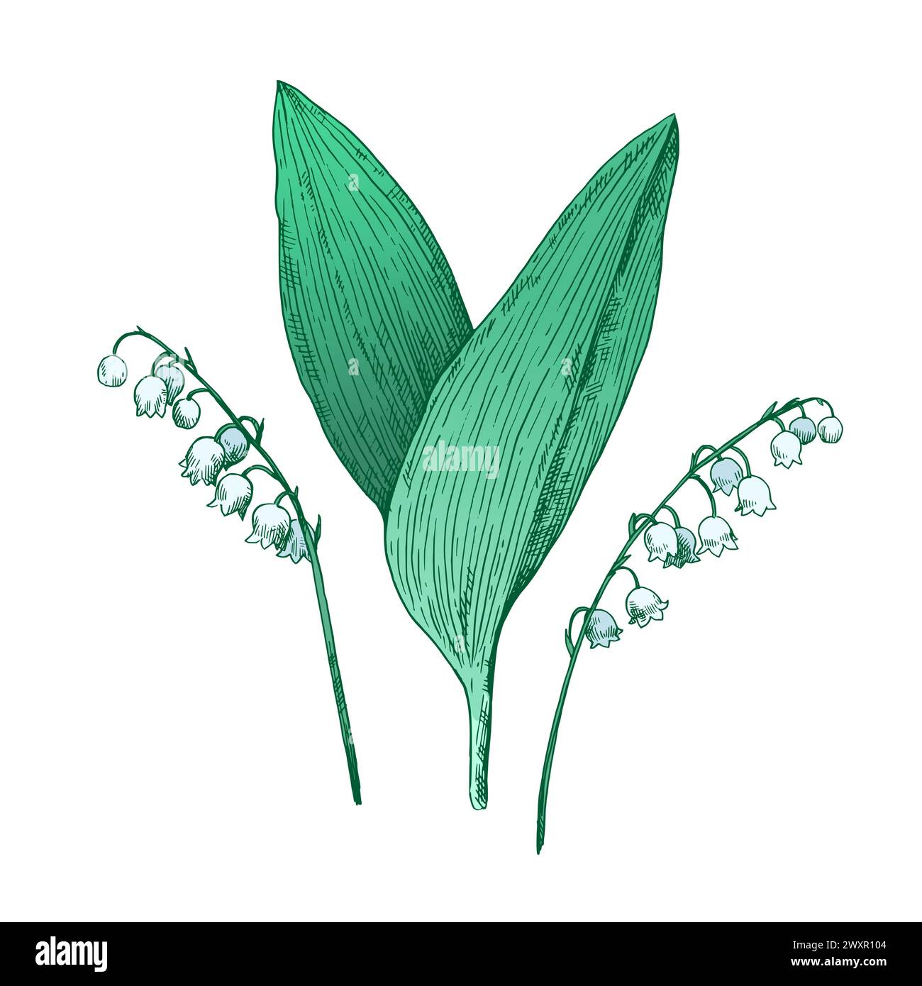 Lilly of the valley illustration in retro etching style isolated on white background. Vector illustration. Stock Vector